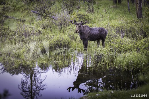Picture of Moose reflection
